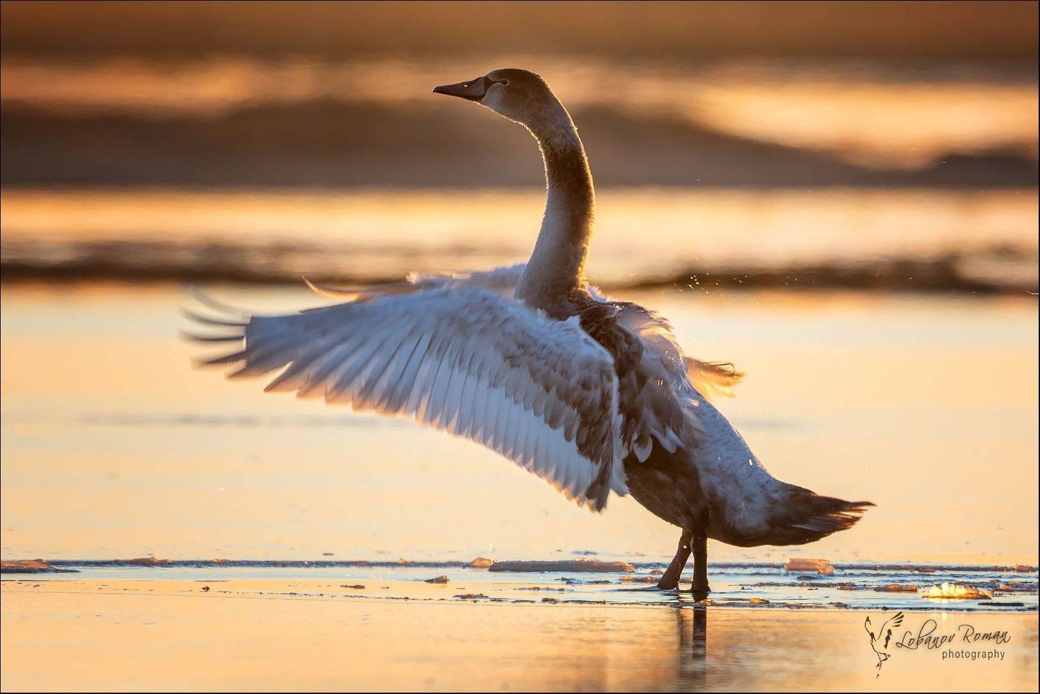 , Роман Лобанов