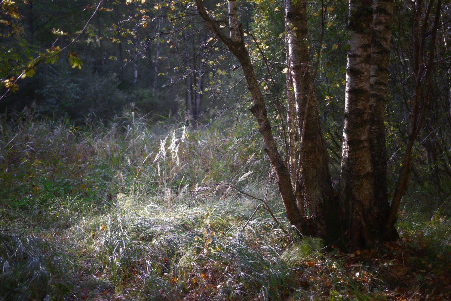 лес, осень, деревья, пейзаж, forest, woodland, autumn, landscape, trees, Валерий Вождаев