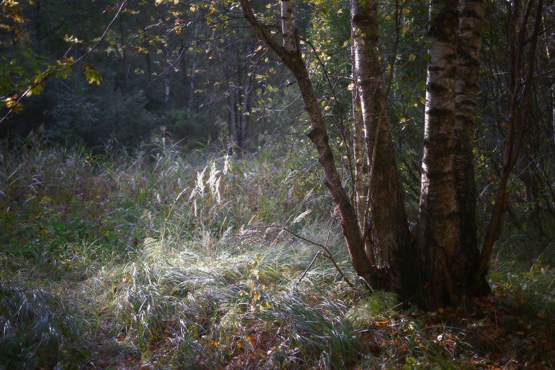 лес, осень, деревья, пейзаж, forest, woodland, autumn, landscape, trees В сентябрьском лесу фото превью