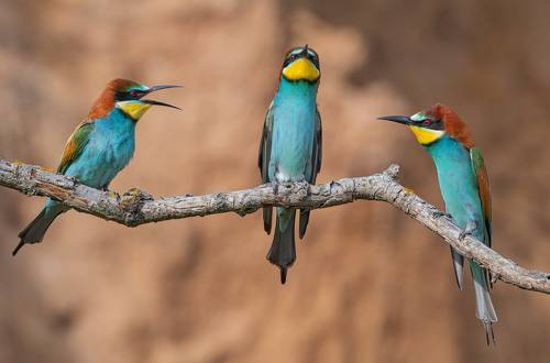 Опять двойка!