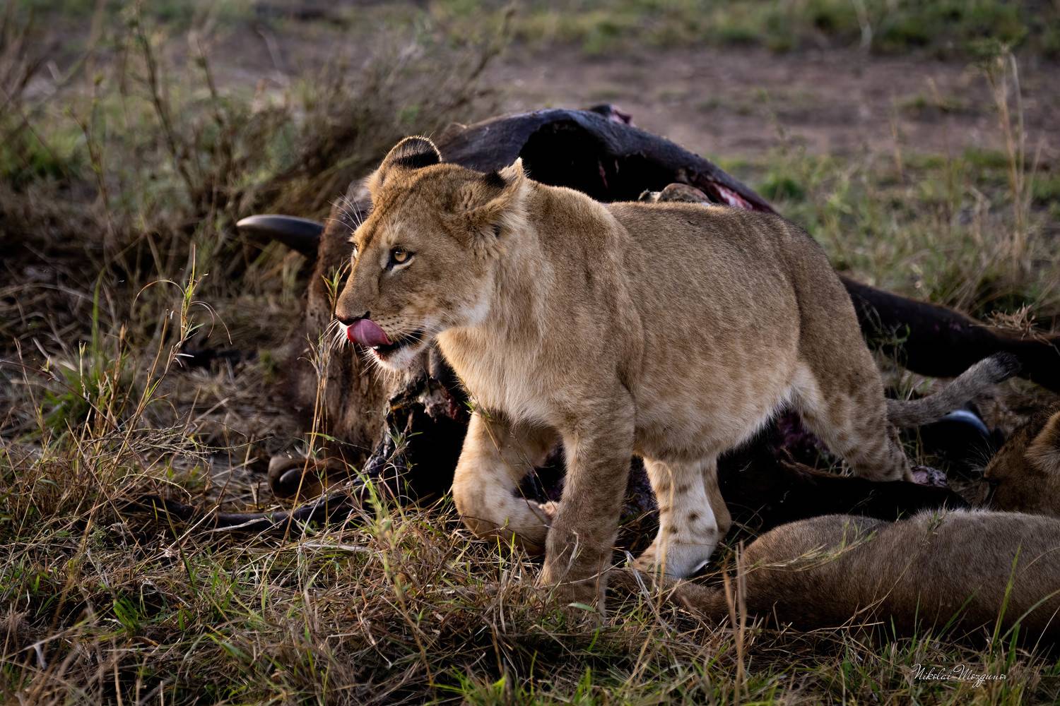 , Николай Мозгунов