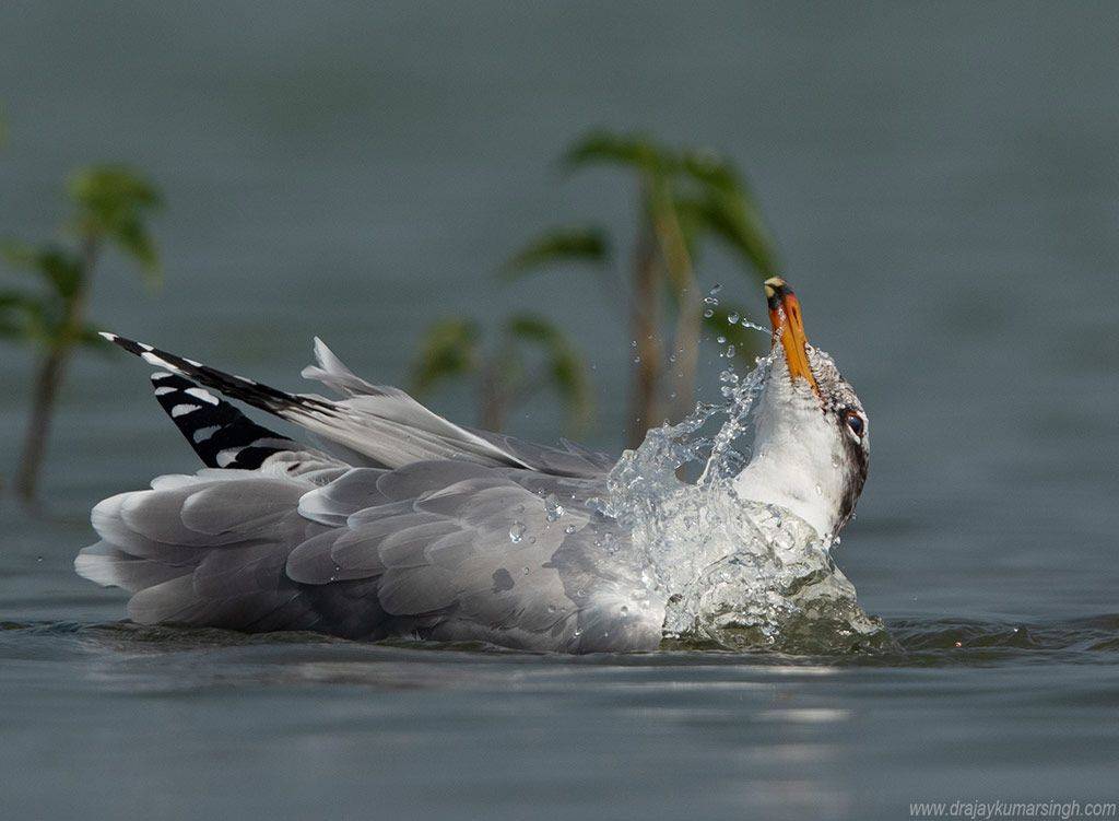 Pallas gull , Dr Ajay Kumar Singh
