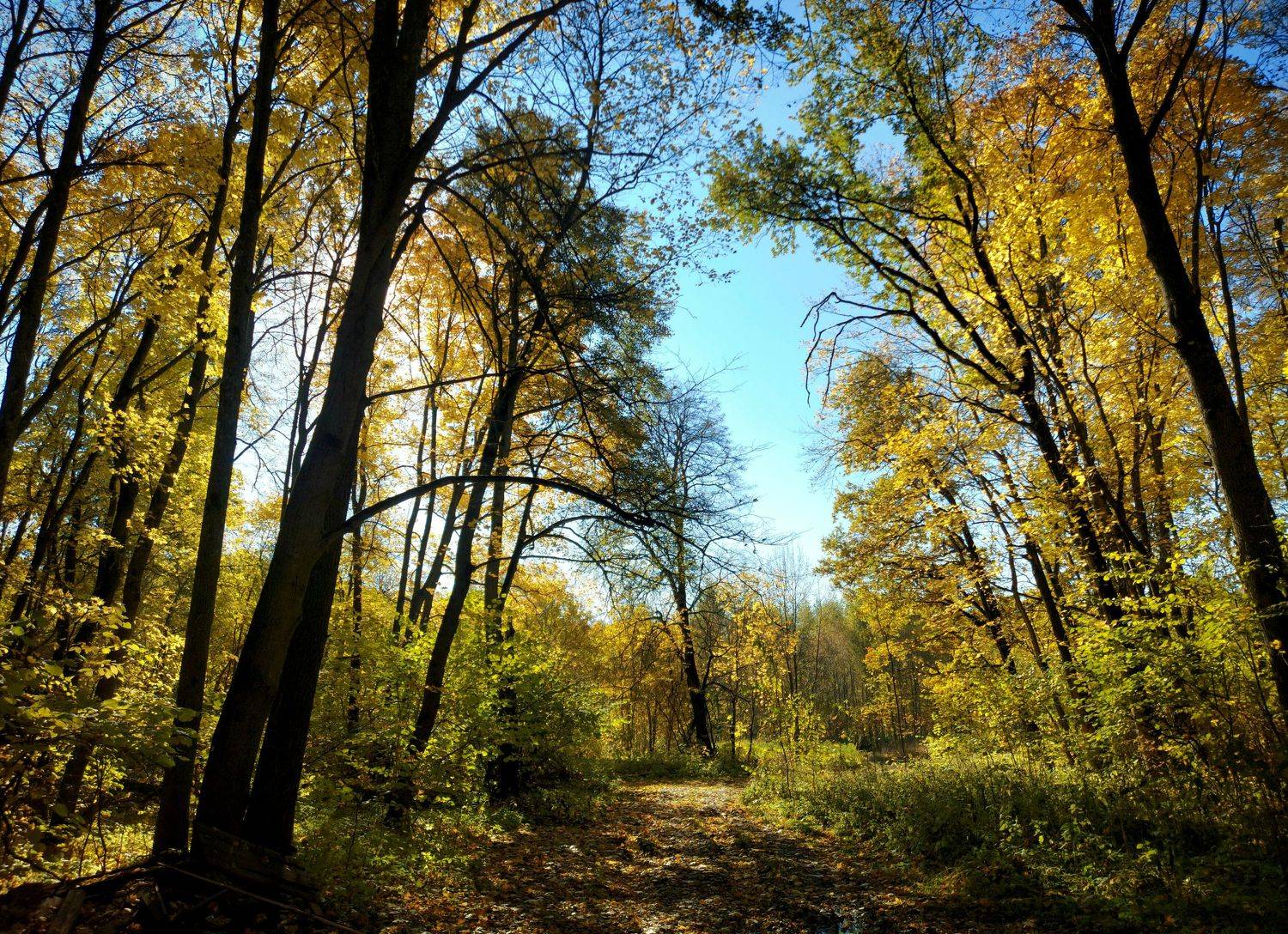 лес, осень, солнце, день, листья., Валерий Савостьянов