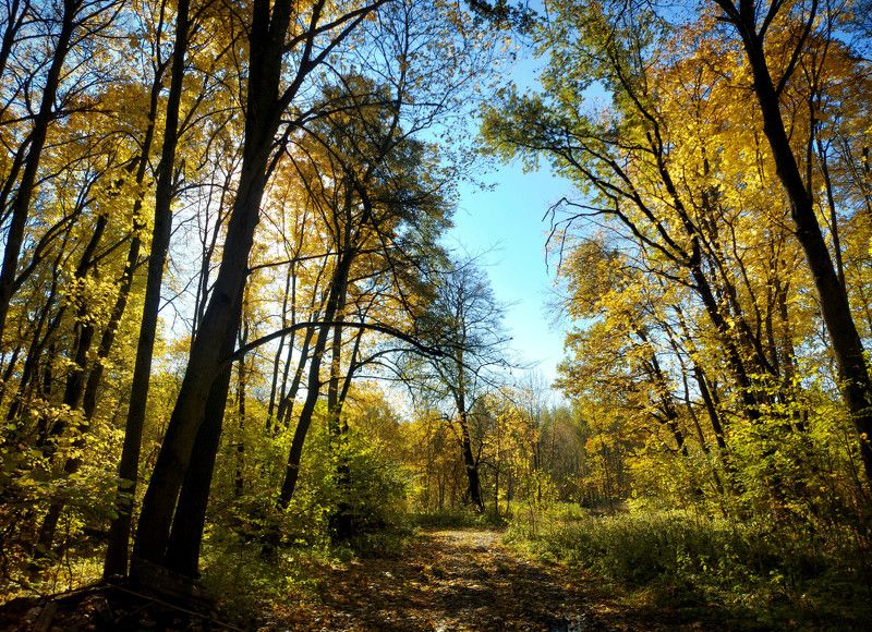 лес, осень, солнце, день, листья. Осенний лес. фото превью