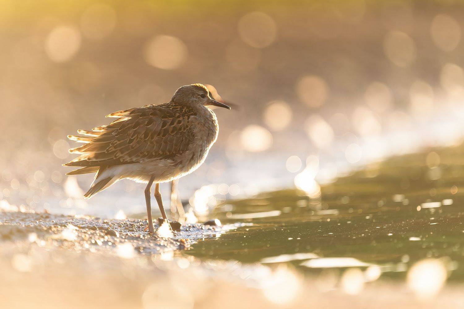 , Калинин Михаил