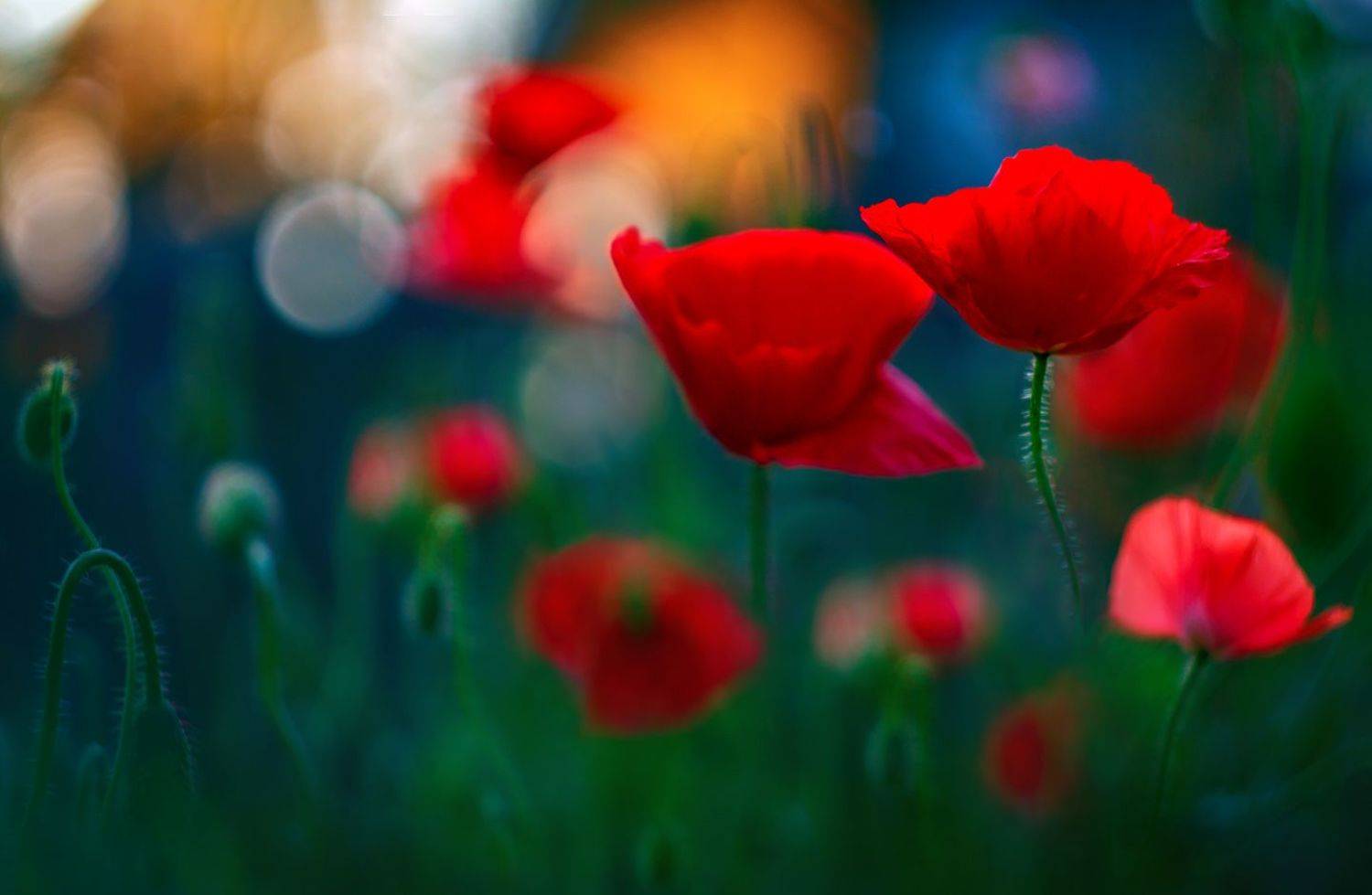 , Алёна Сурнина