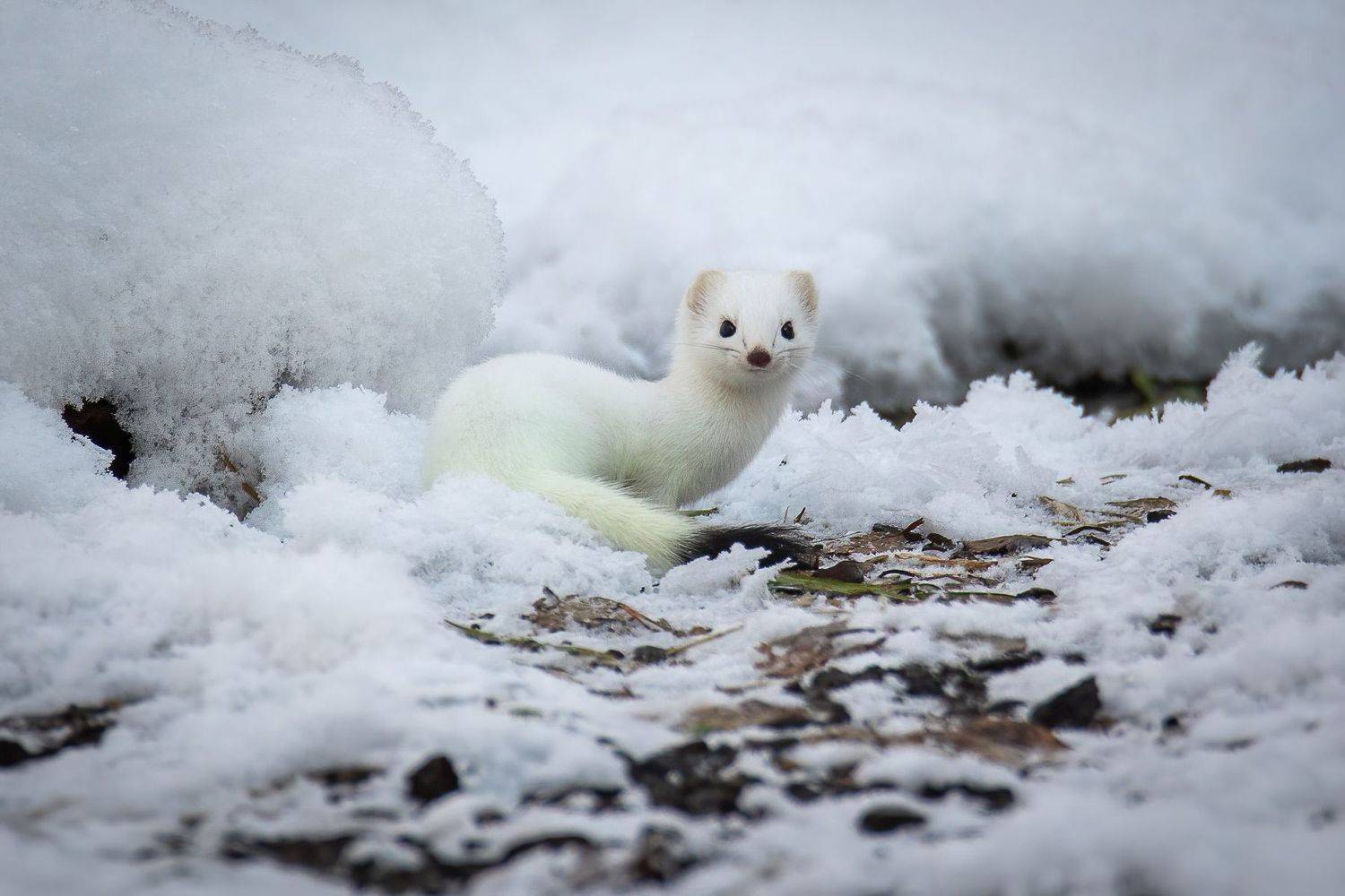 , Дина Нестеркова