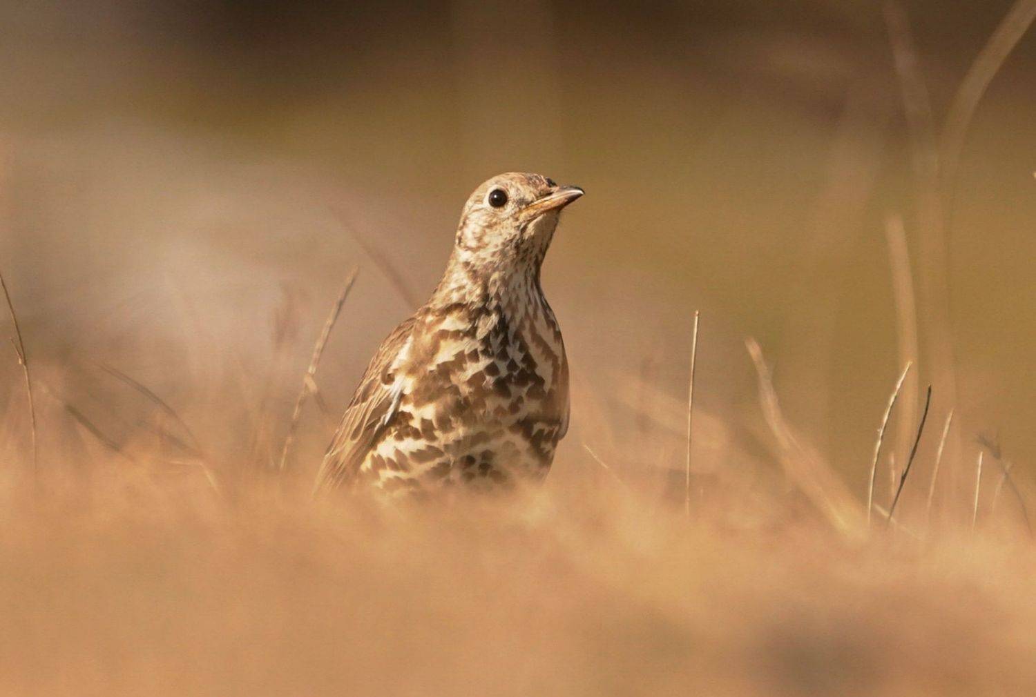 , Красимир Георгиев