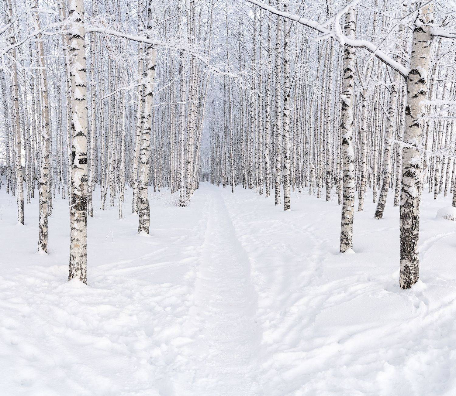 Роща,зима,мороз, Вятка,природа,красота, Карепанов Евгений