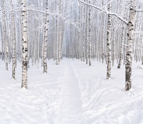 Зима в березовой роще