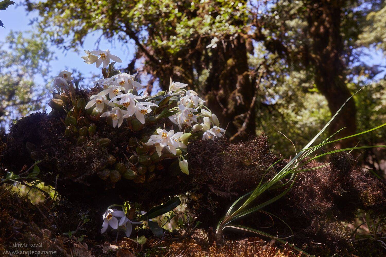 дмитр коваль, гималаи и крым вне треков, пейзаж как магия, Коваль Дмитр
