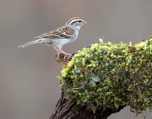Chipping sparrow. Обыкновенная воробьиная овсянка