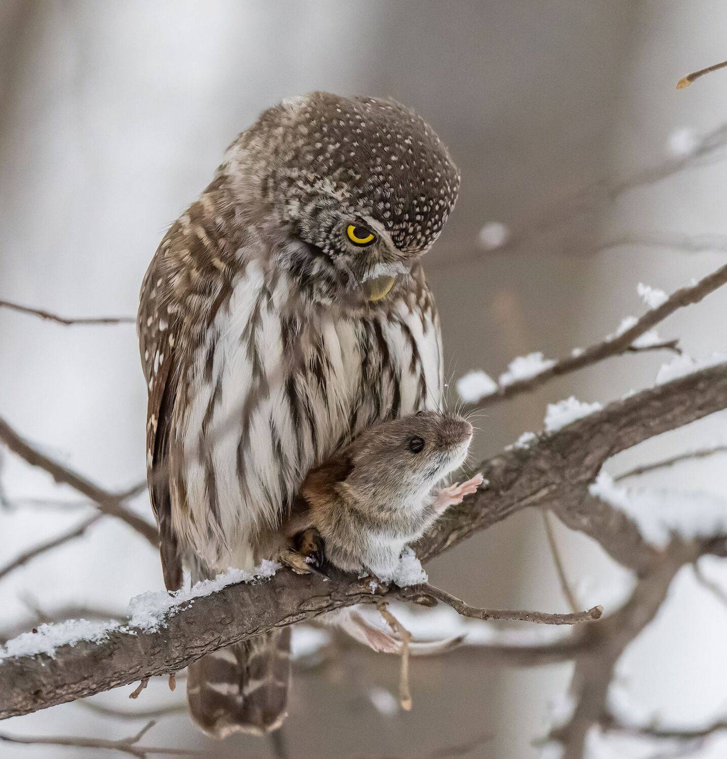 , Дэм Константин