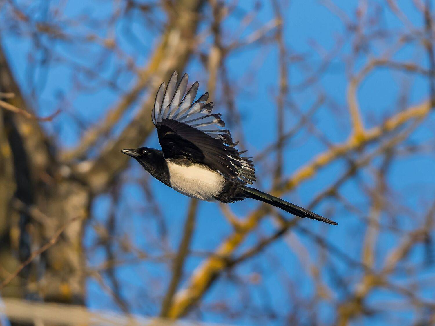 , Дэм Константин