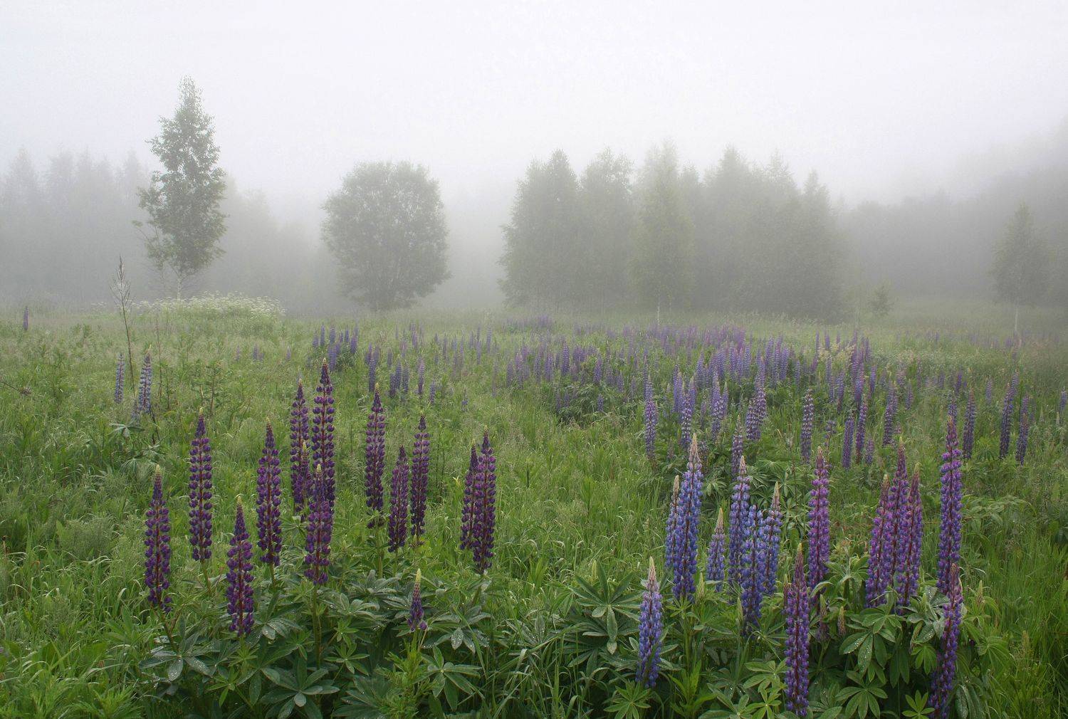 утро , лето , люпин, лес , туман, Александр Свистков