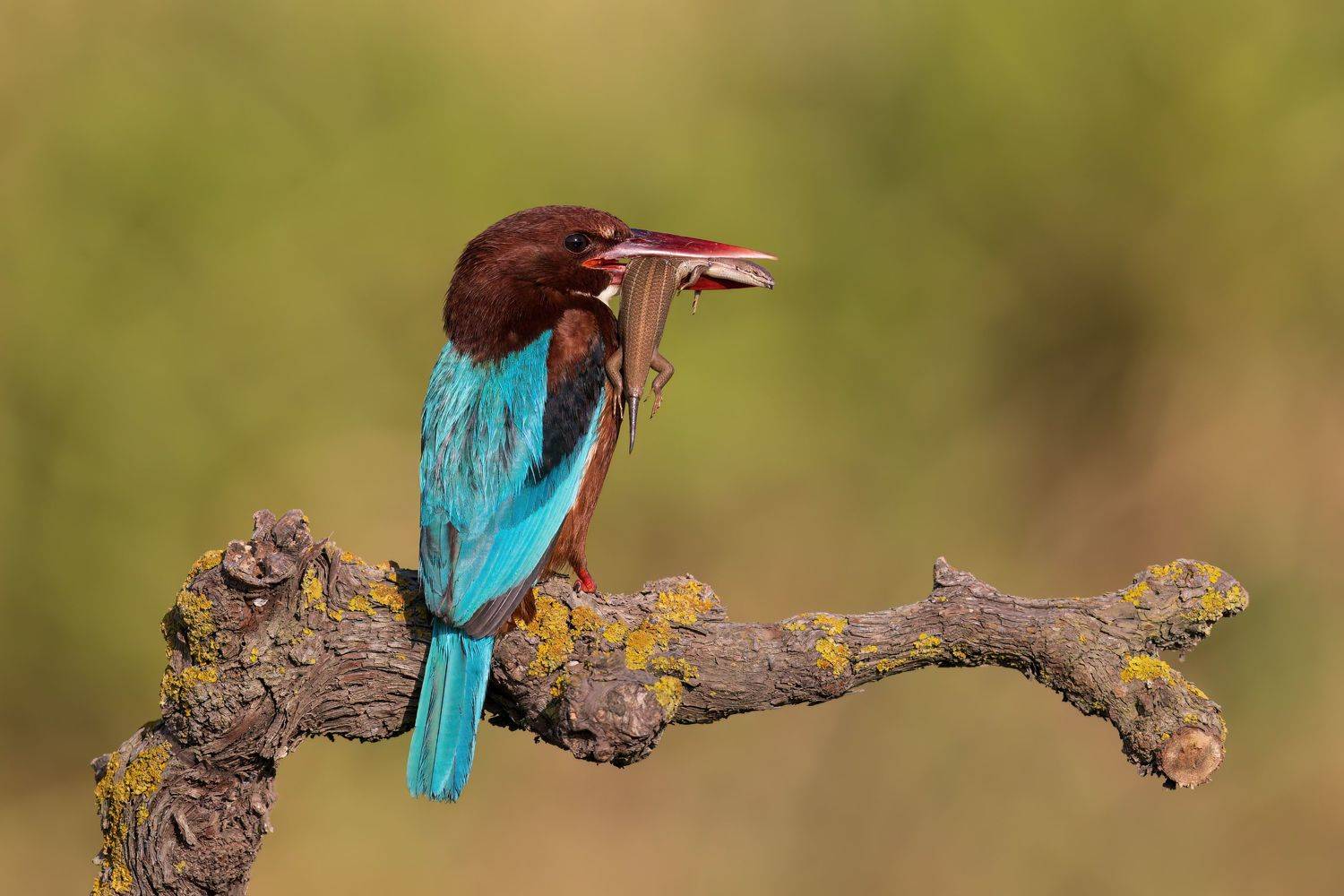 , Фруман Евгений