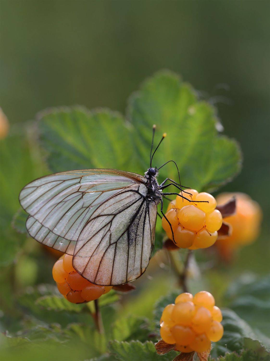 нерюнгри, боярышница, якутия, морошка, женялевина, евгениялевина, насекомыеякутии, насекомыелевиной, Евгения Левина