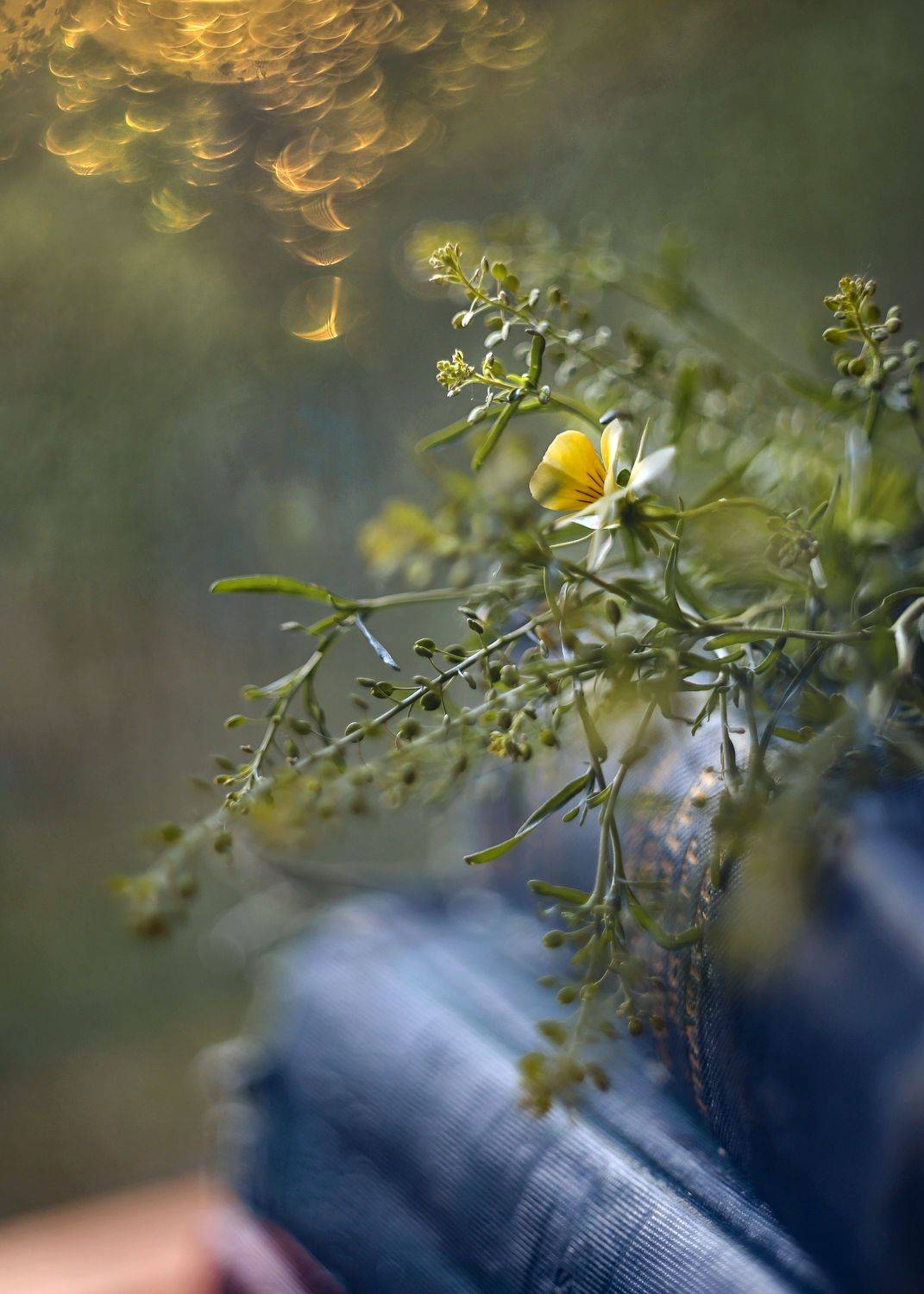 книга, свет, боке, тайна, стихи,жизнь,люблю стихи, ГОРЮКИНА ИРИНА