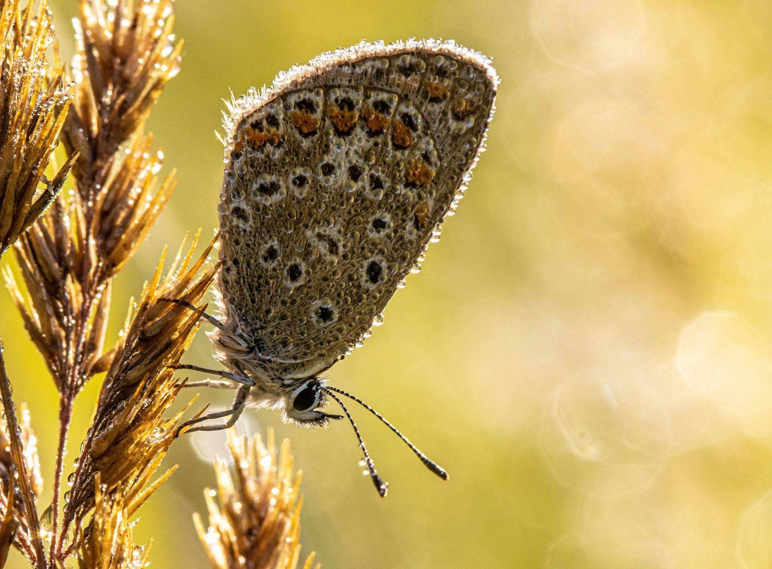, Виктор Волынский