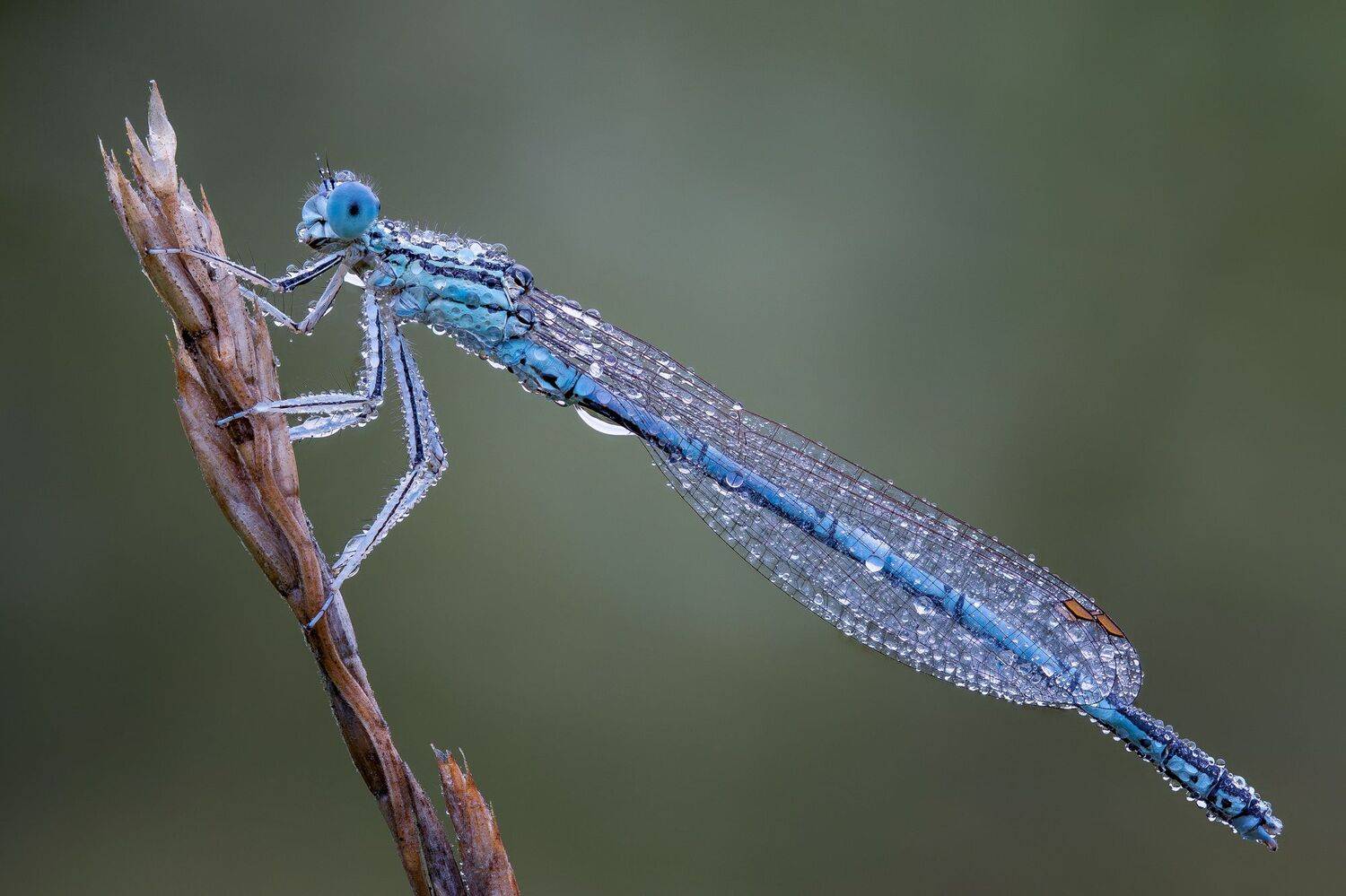 , Кузнецов Дмитрий