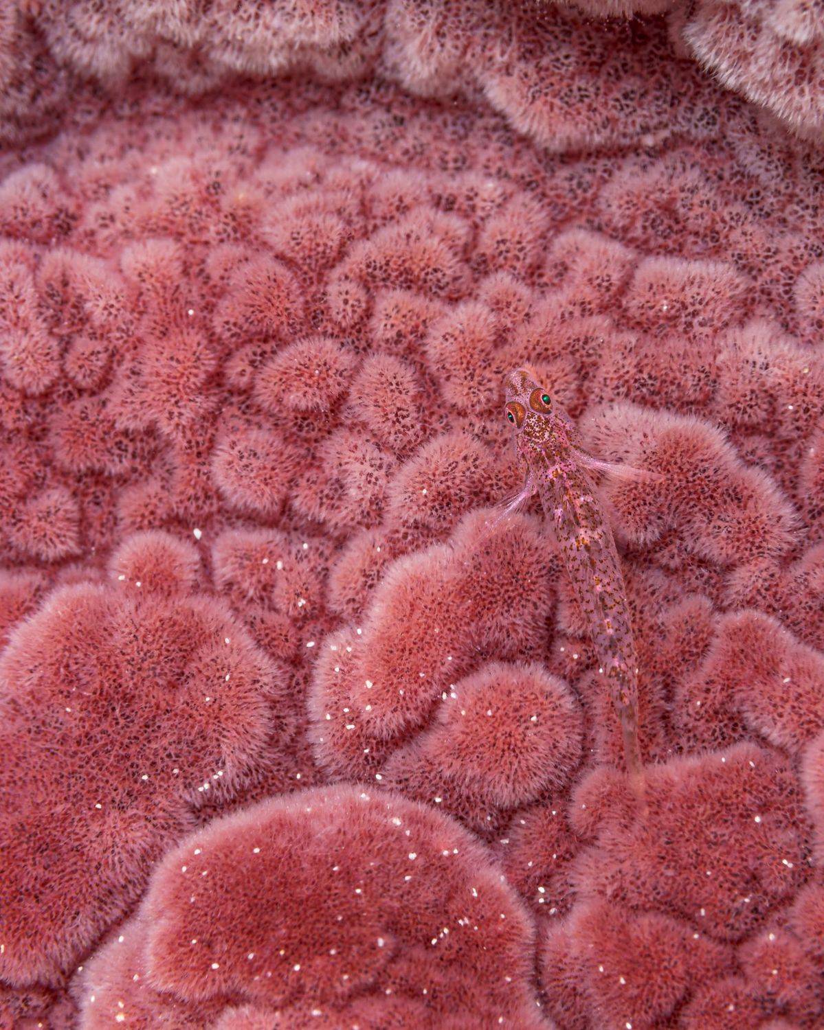 , Савин Андрей