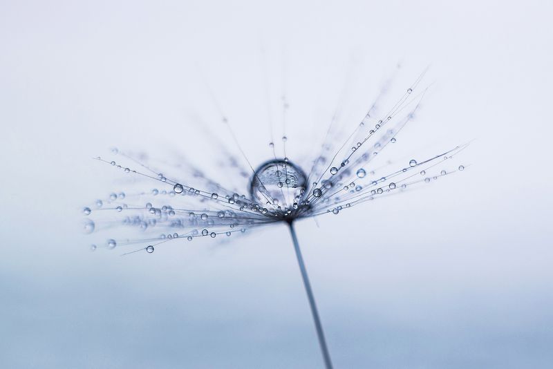 Одуванчики и январь фото превью