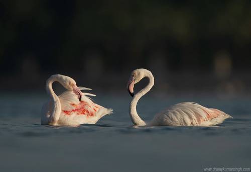 Greater Flamingos