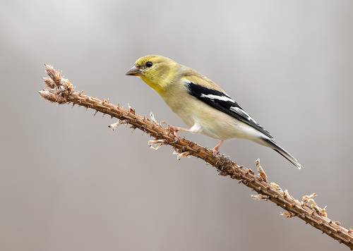 American Goldfinch - Американский чиж