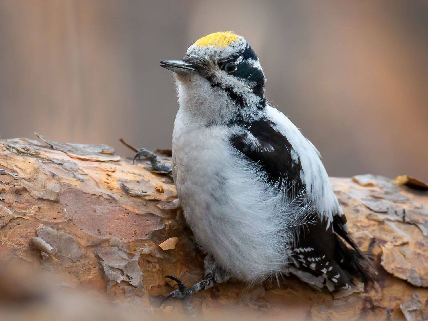 трёхпалый дятел, Дина Нестеркова