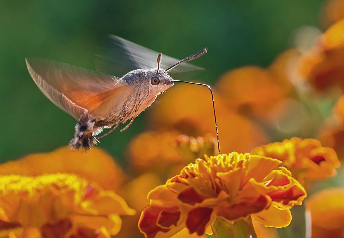 насекомые, бабочка, бражник, языкан, хоботник, Борис Новиков