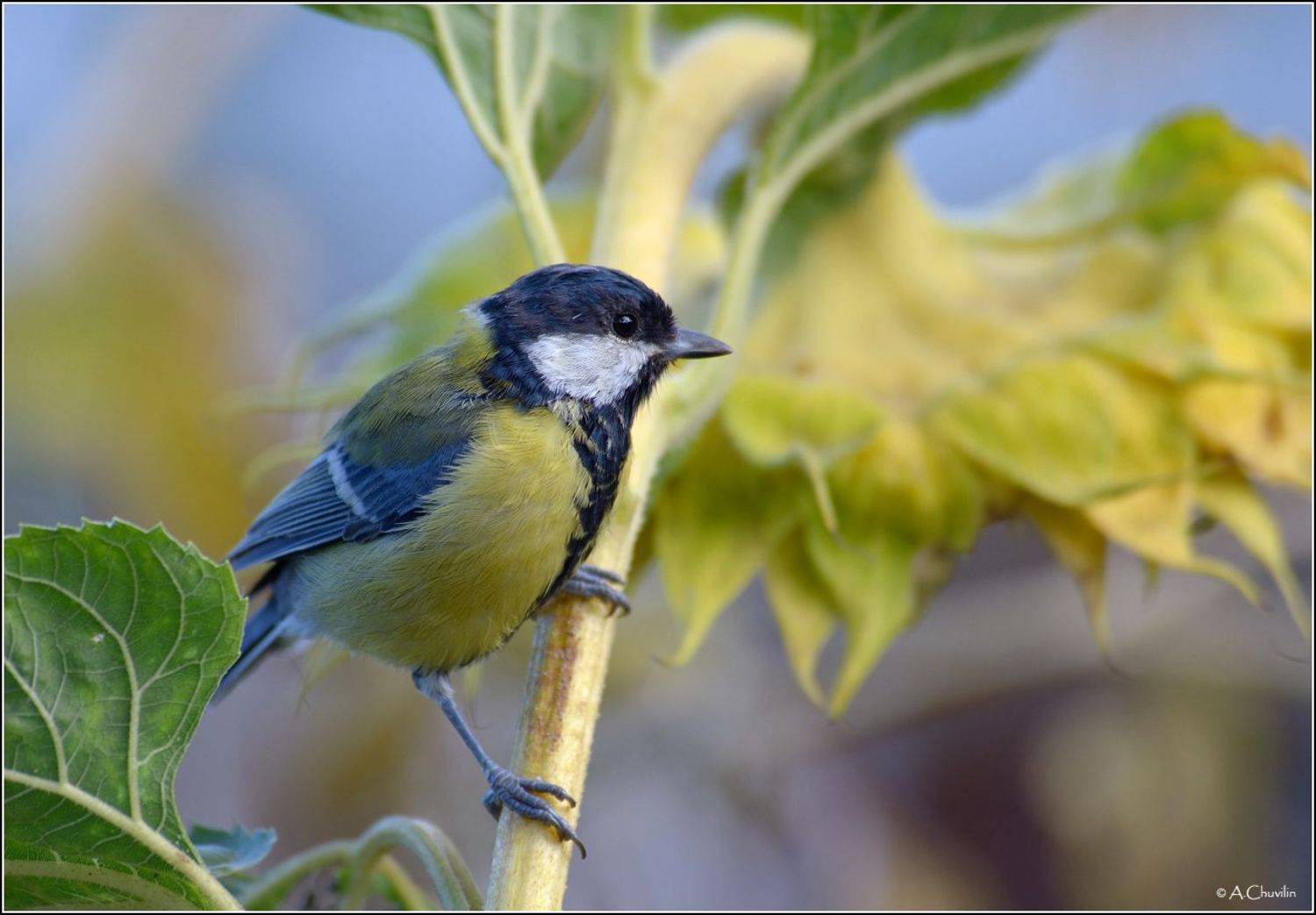 птица,синица,урожай,подсолнух,глаз,да,глаз, Александр Чувилин