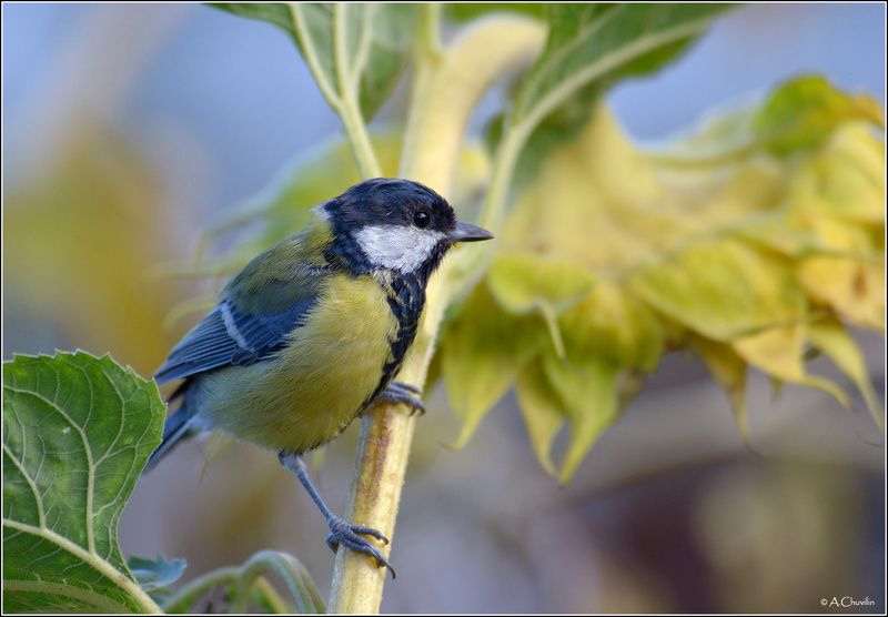 птица,синица,урожай,подсолнух,глаз,да,глаз За урожаем глаз да глаз ) фото превью