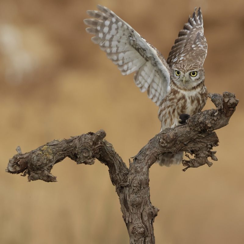 Little Owl  фото превью