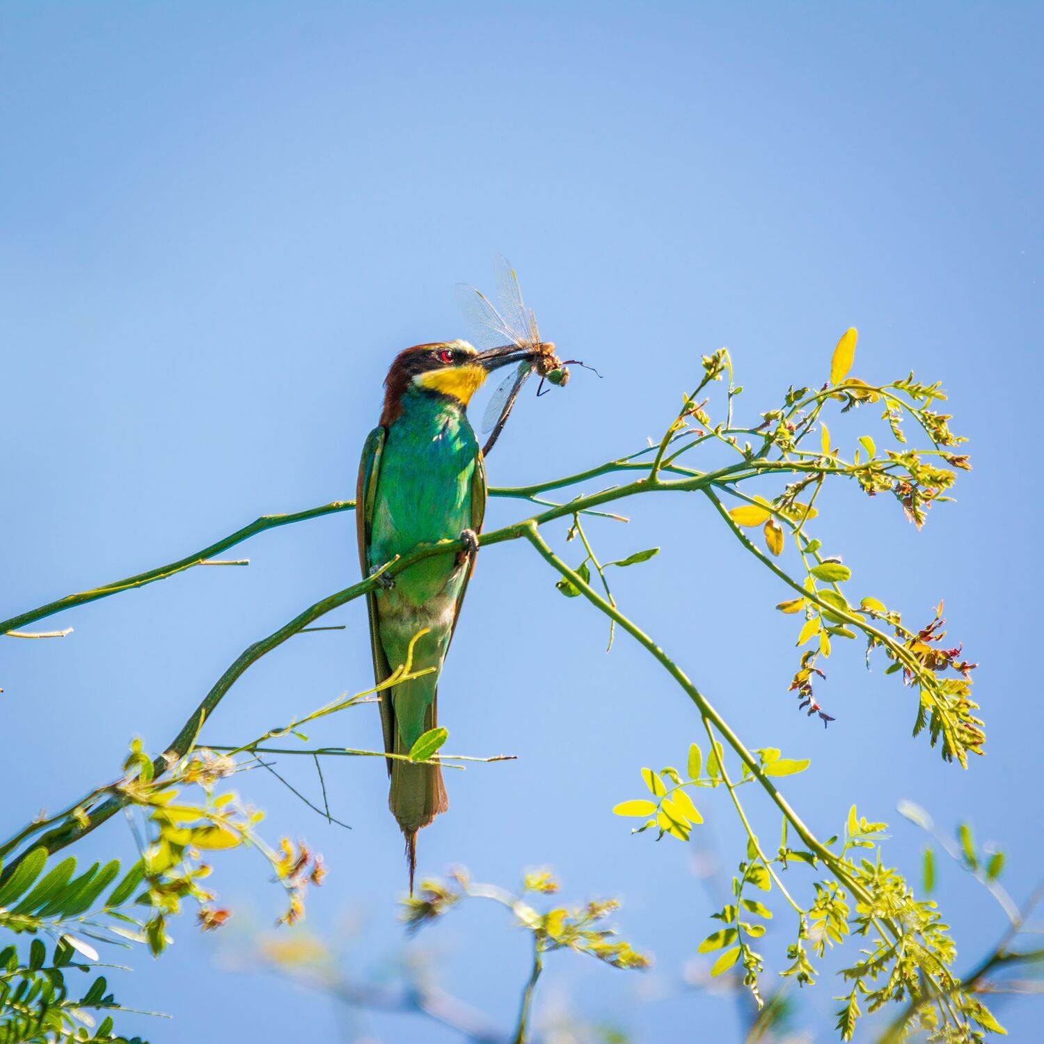 , Алексей Рыльский