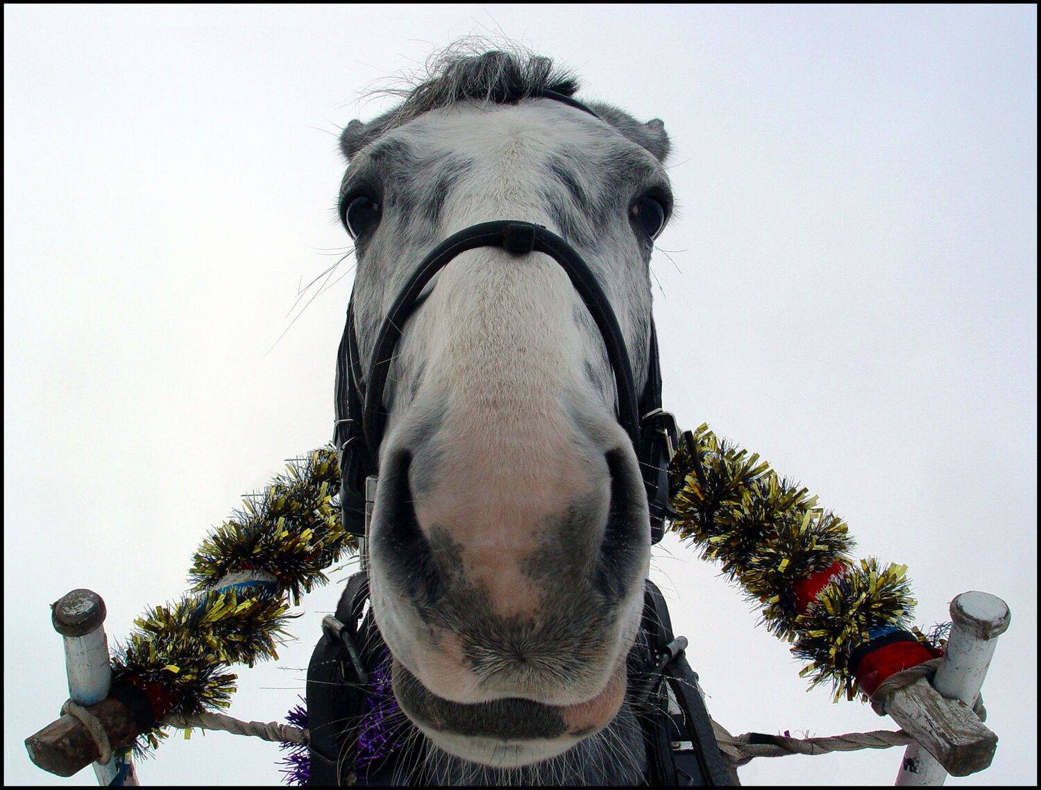 , Меднов Влад