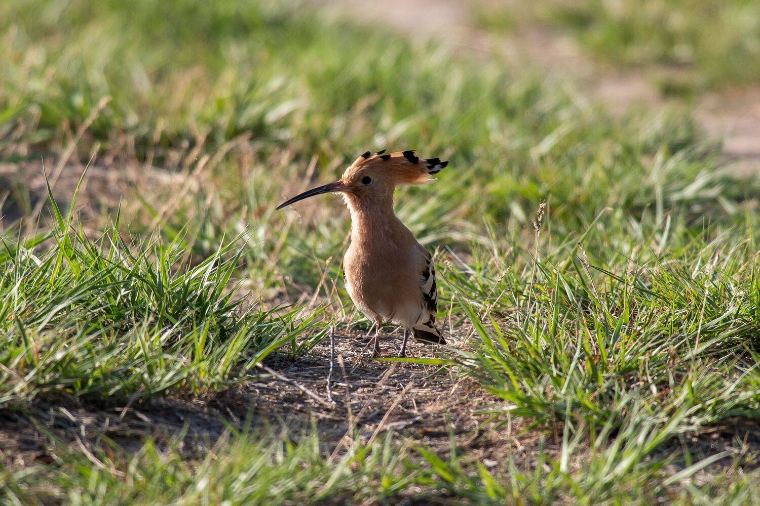 volgograd, russia, wildlife, Upupa epops, , Сторчилов Павел