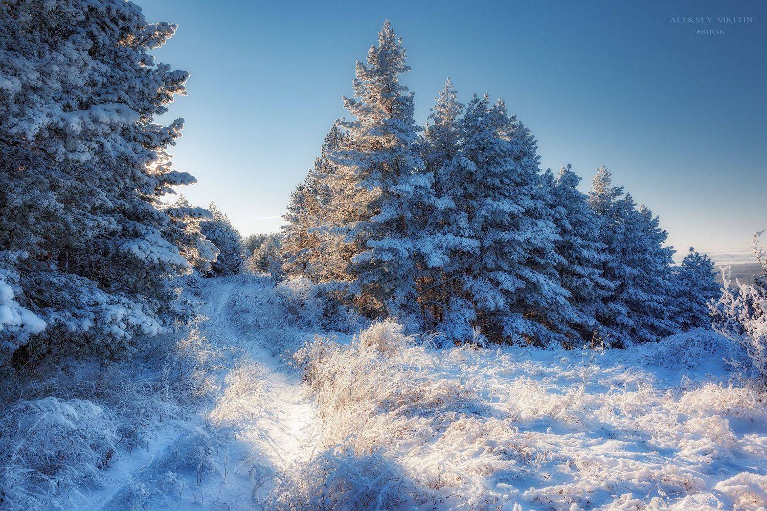 , Никитин Алексей
