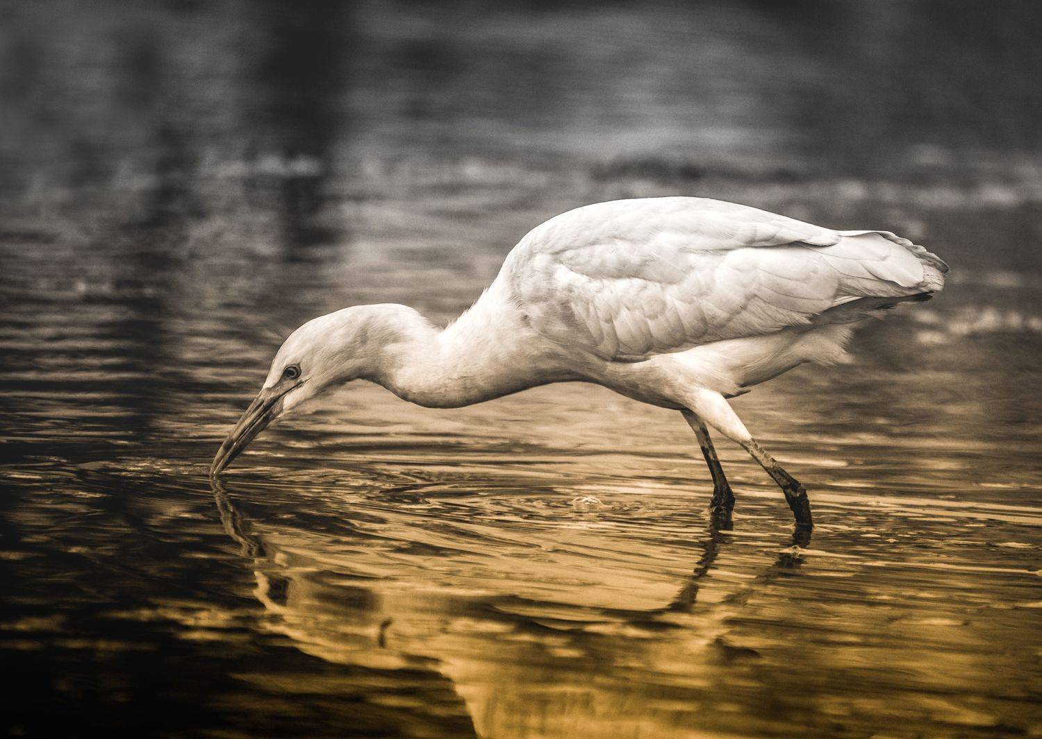 #bird #natgeo #photography #birdphotography #nature #beeeater #green #animal #wildlife, Shadab Ishtiyak