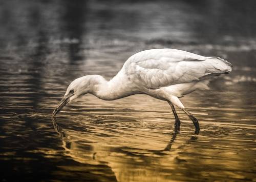 Egret