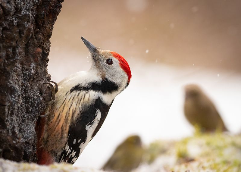 Woodpecker фото превью