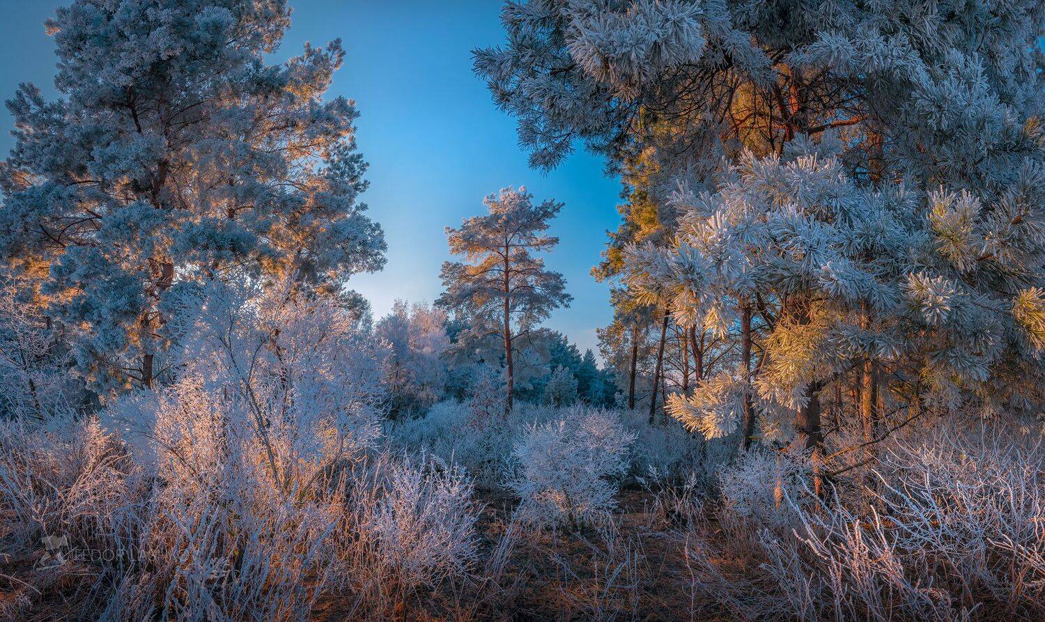 белгородская область, белогорье, зима, зимнее, январь, снежное, иней, в инеи, одно дерево, серебристое, лес, лесное, сосна, сосновый, закат, синий, лёгкость,, Лашков Фёдор