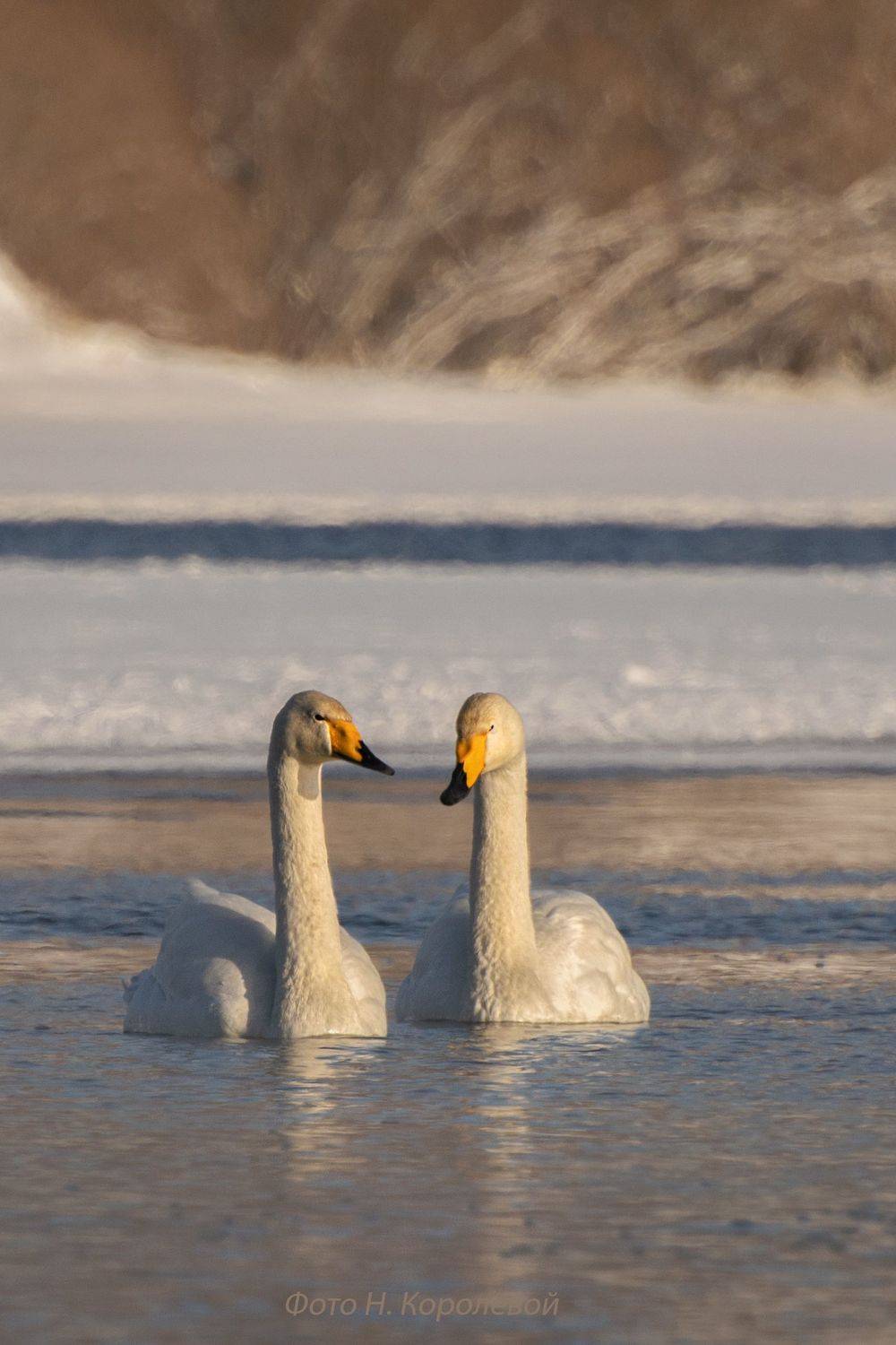, Наталья Королева