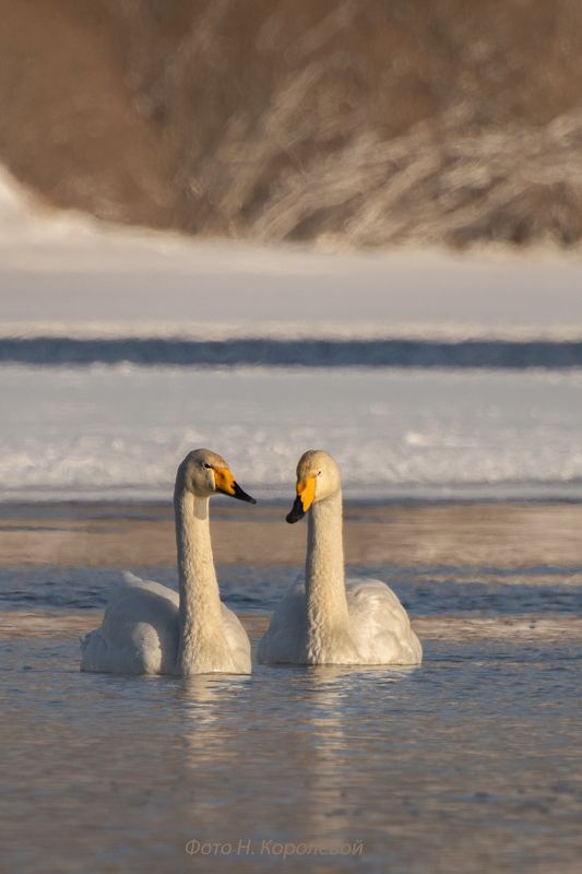 Пара белых лебедей фото превью