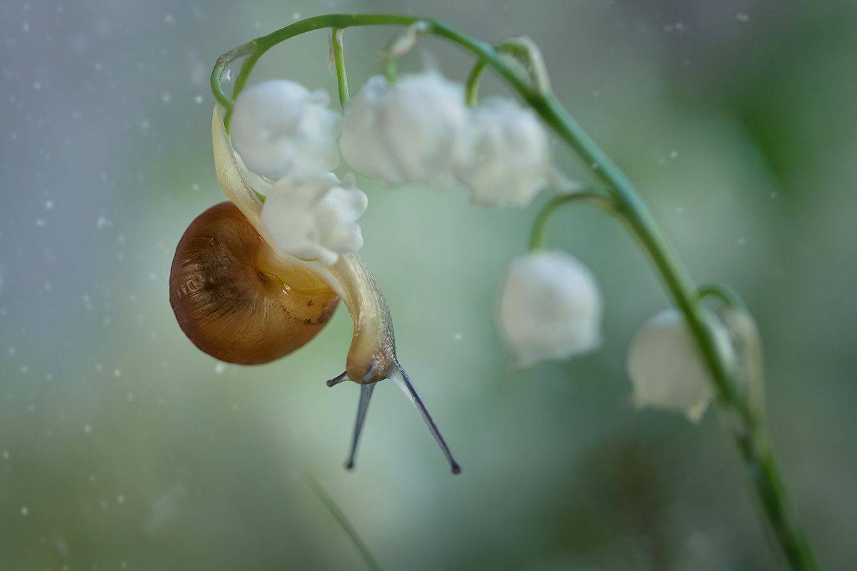 макро, ландыши, улитка, макрофотография, макромир, волшебное макро, macro, snail, macro photography, macro world, magical macro, Хилько Марина