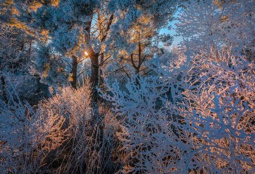 Сосновый лес в инеи.