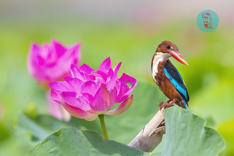 фото превью