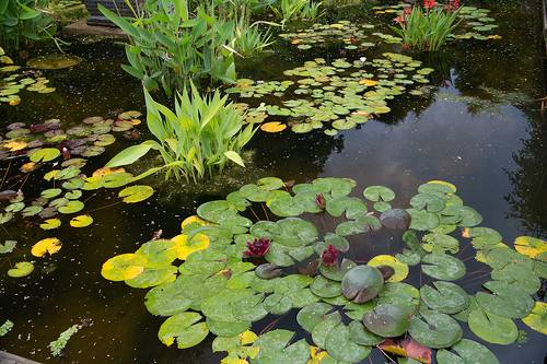 Маленький пруд