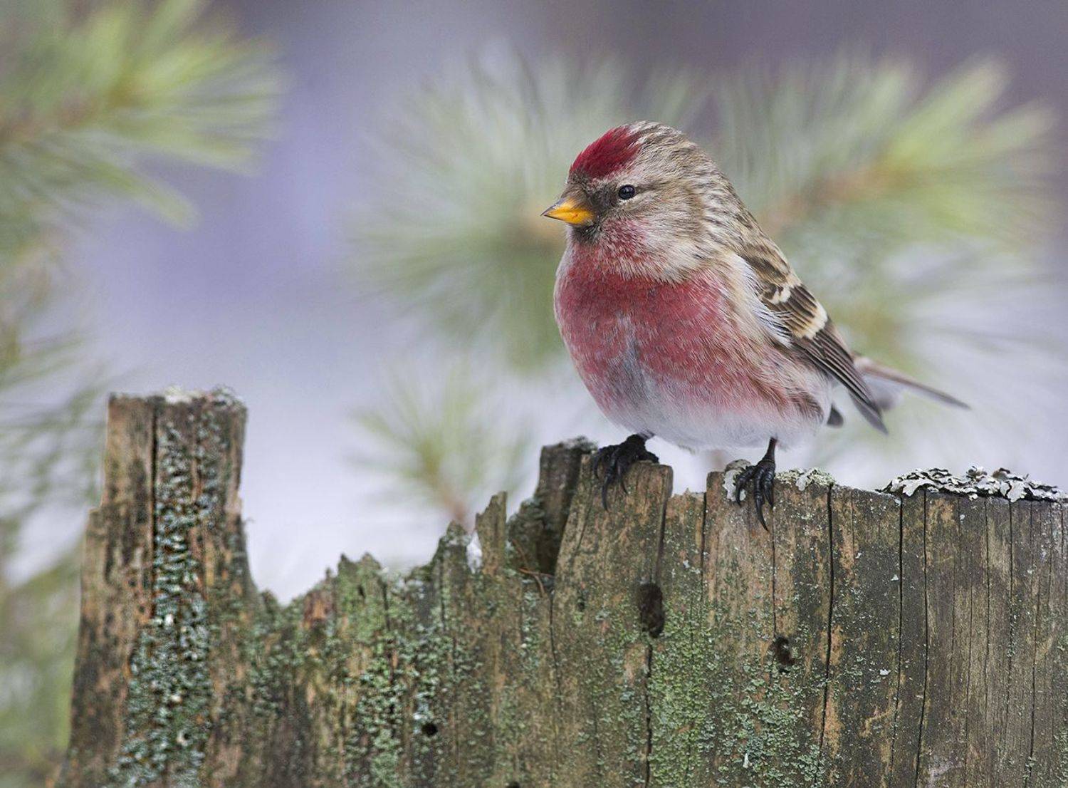 чечётка,самец,пень,бор,зима, Иван