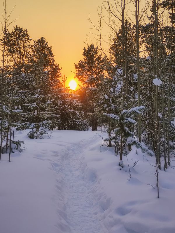 печора, лес, север Февраль зимней Печоры фото превью