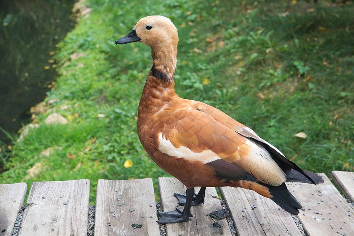 уточка, природа, Бекетова Ольга